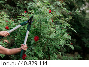 The gardener's hands are cut off with special pruning shears, fruit trees in the garden. Plant care, tree pruning. Стоковое фото, фотограф Photojuli / Фотобанк Лори