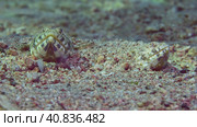 Frontal portrait of pair of Slender Lizardfish or Gracile lizardfish (Saurida gracilis) lie on sandy bottom in evening with sunset sunshine, Red sea, Egypt. Стоковое фото, фотограф Некрасов Андрей / Фотобанк Лори