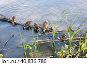Утка и утята кормятся со дна водоёма. Стоковое фото, фотограф Александр Маслов / Фотобанк Лори