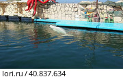 Anapa, Russia, June 29, 2021. Beluga whale swims and plays in the water. The inscription - wildlife park. Animal training. Beluga whale Delphinapterus leucas, toothed whales from the narwhal family. Редакционное видео, видеограф Юлия Петровская / Фотобанк Лори