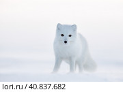 Arctic fox (white fox, polar fox, or snow fox). Cold and snowy December in the Arctic. The photo was taken in the winter in the tundra in the wild. Wildlife of Chukotka, Russia. Стоковое фото, фотограф Андрей Степанов / Фотобанк Лори