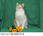 One-eyed red-haired with a white cat with yellow roses. Стоковое фото, фотограф Анна Кривицкая / Фотобанк Лори