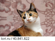 Playful three-color female cat with yellow eyes. Стоковое фото, фотограф Анна Кривицкая / Фотобанк Лори