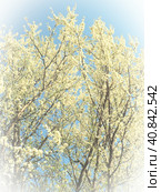 Blossoming of cherries, sweet cherries and bird cherry. Numerous beautiful fragrant white flowers on the tree. Spring flowers are collected in drooping brushes. Blurred foggy focus. White vignetting. Стоковое фото, фотограф Юлия Петровская / Фотобанк Лори