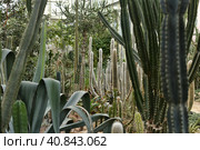 Greenhouse with cacti. Стоковое фото, фотограф Анна Кривицкая / Фотобанк Лори