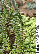 Sedum morganianum. Стоковое фото, фотограф Анна Кривицкая / Фотобанк Лори