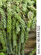 Sedum morganianum. Стоковое фото, фотограф Анна Кривицкая / Фотобанк Лори