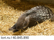 Porcupine in an aviary. Contact zoo. Стоковое фото, фотограф Vadzim Yakubovich / Фотобанк Лори
