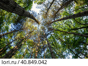 Bottom-up view of the crown of tall trees. Стоковое фото, фотограф Сергей Сергеев / Фотобанк Лори