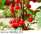 Красная смородина или садовая смородина (Ribes rubrum). В скандинавских странах ее часто используют в качестве ингредиента фруктовых супов и пудингов. Стоковое фото, фотограф Сергей Елизарьев / Фотобанк Лори