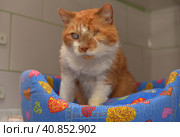 Ginger cat with an eyesore at an animal shelter. Стоковое фото, фотограф Анна Кривицкая / Фотобанк Лори