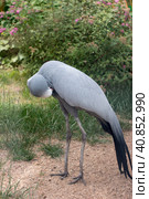Paradise crane or blue crane from South Africa. A rare endangered bird species. Стоковое фото, фотограф Светлана Высокос / Фотобанк Лори