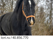 Head of a black horse in a bridle in winter portrait. Стоковое фото, фотограф Анна Кривицкая / Фотобанк Лори