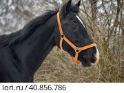 Head of a black horse in a bridle in winter portrait. Стоковое фото, фотограф Анна Кривицкая / Фотобанк Лори