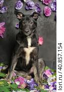 Black mestizo dog on a dark background. Стоковое фото, фотограф Анна Кривицкая / Фотобанк Лори