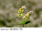 Buckwheat macro with white flowers. Fagopyrum esculentum. Стоковое фото, фотограф Ольга Сейфутдинова / Фотобанк Лори