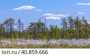 Swamp landscape with blooming Eriophorum vaginatum. Стоковое фото, фотограф EugeneSergeev / Фотобанк Лори