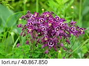 Beautiful purple Aquilegia flower on nature background closeup. Стоковое фото, фотограф Володина Ольга / Фотобанк Лори