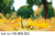 Ginkgo biloba leaves fall to the ground. Yellow foliage and fall leaves. Green sprout. Ginkgo, genus of deciduous gymnosperms, relict plants. Autumn in a city park or forest. Natural background. Стоковое видео, видеограф Юлия Петровская / Фотобанк Лори