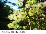 Clematis, travellers joy, virgins bower, old mans beard, leather flower, vase vine. A Polish variety. Stamens are composed of yellow anthers set on lime-coloured filaments and pistils are light-yellow. Стоковое фото, фотограф Юлия Петровская / Фотобанк Лори