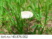 Гриб луговой шампиньон (Agaricus)среди зелёной травы, Волго - Ахтубинской пойма, Волгоградская область, Россия. Стоковое фото, фотограф Андрей Цыганков / Фотобанк Лори