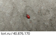 Bright red beetle Lilioceris lilii crawls on the asphalt and flies away. lily rattle, a beautiful insect. Стоковое фото, фотограф Ирина Самойлова / Фотобанк Лори