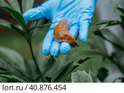 Close-up of the Spanish slug Arion lusitanicus in the hand of a gardener. Large slimy brown snails crawl around the garden. The invasion damages the leaves and crops. Collection of invasive species. (2023 год). Стоковое фото, фотограф Photojuli / Фотобанк Лори