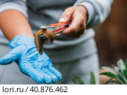 Close-up of the Spanish slug Arion lusitanicus in the hand of a gardener. Large slimy brown snails crawl around the garden. The invasion damages the leaves and crops. Collection of invasive species. (2023 год). Стоковое фото, фотограф Photojuli / Фотобанк Лори