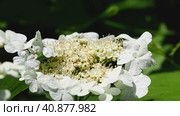 Beautiful summer background of flowering. Close-up of viburnum inflorescence with white flowers in spring in the garden. Стоковое видео, видеограф Александр Кротков / Фотобанк Лори