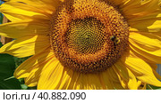 Пчела собирает нектар на желтом цветке подсолнуха. Подсолнух (лат. Helianthus, «солнечный цветок») происходит от греческих слов helios («солнце») и anthemon («цветок»). Стоковое фото, фотограф Сергей Елизарьев / Фотобанк Лори
