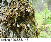 Moss and lichens on the bark of a tree in a spruce taiga forest. Karelia, Orzega. Lobaria Lobaria is a genus of lichenized ascomycetes belonging to the Lobariaceae family. Thallus foliose. Стоковое фото, фотограф Юлия Петровская / Фотобанк Лори