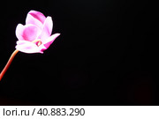 Cyclamen, or Alpine violet, is a genus of plants in the subfamily Myrsinoideae of the family Primulaceae. Pink cyclamen on a black background. Copy space. Postcard, invitation or congratulation. Стоковое фото, фотограф Юлия Петровская / Фотобанк Лори