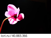 Cyclamen, or Alpine violet, is a genus of plants in the subfamily Myrsinoideae of the family Primulaceae. Pink cyclamen on a black background. Copy space. Postcard, invitation or congratulation. Стоковое фото, фотограф Юлия Петровская / Фотобанк Лори
