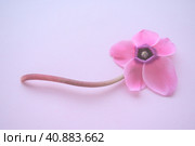 Cyclamen flower from below on pink purple background with blurred tender focus. One flower with five petals, Stem without leaves. Copy space. Foggy effect Beautiful exquisite cyclamen flower postcard. Стоковое фото, фотограф Юлия Петровская / Фотобанк Лори