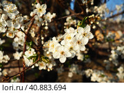 Blossoming of cherries, sweet cherries and bird cherry. Beautiful fragrant white flowers on the branches during the golden hour. Spring white flowers are collected in long thick drooping brushes. Стоковое фото, фотограф Юлия Петровская / Фотобанк Лори