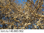 Blossoming of cherries, sweet cherries and bird cherry. Numerous beautiful fragrant white flowers on the tree. Spring white flowers are collected in long thick drooping brushes. Стоковое фото, фотограф Юлия Петровская / Фотобанк Лори