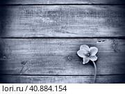 Cyclamen flower on a black wooden background. One flower with five petals, Copy space. Floral card with cyclamen. Rustic pastoral style. Black and white monochrome. With regret. Sorry postcard. Стоковое фото, фотограф Юлия Петровская / Фотобанк Лори