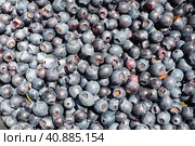 Blueberry, or Blueberry ordinary, or Blueberry myrrheal Vaccinium myrtillus, stunted shrub, family Heather. Fresh juicy first-class forest berries. Lots of blueberries, top view. Стоковое фото, фотограф Юлия Петровская / Фотобанк Лори