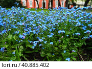 Forget-me-nots. Myosotis flowering blue plants in the family Boraginaceae. Forget-me-nots or scorpion grasses. Myosotis alpestris small flowers for decorating lawns and flower beds. Garden landscaping. Стоковое фото, фотограф Юлия Петровская / Фотобанк Лори