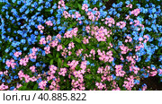 Forget-me-nots. Myosotis flowering plants in the family Boraginaceae. Forget-me-nots or scorpion grasses. Myosotis alpestris small flowers for decorating lawns and flower beds. Garden landscaping. Стоковое фото, фотограф Юлия Петровская / Фотобанк Лори