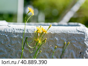 Yellow flowers grow next to a trash can, sunny day. Стоковое фото, фотограф Andrey Marchenko / Фотобанк Лори