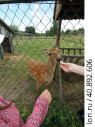 Visitors to the petting zoo feed the roe deer in the enclosure. Стоковое фото, фотограф Vadzim Yakubovich / Фотобанк Лори