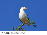 Larus heuglini. Халей сидит на ветке ели, Ямало-Ненецкий автономный округ. Стоковое фото, фотограф Григорий Писоцкий / Фотобанк Лори