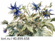 Borage on a white background, watercolor painting , Generative AI. Стоковое AI-изображение, AI-художник Анна Кривицкая / Фотобанк Лори