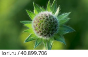 Field scabious bud, macro, shallow depth of field. Стоковое видео, видеограф Татьяна Лобанова / Фотобанк Лори