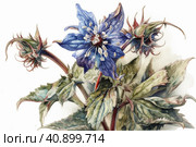 Borage on a white background, watercolor painting , Generative AI. Стоковое AI-изображение, AI-художник Анна Кривицкая / Фотобанк Лори