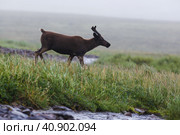 Молодой северный олень (Rangifer tarandus). Одинокий олень в тундре. Дикое животное в своей естественной среде обитания в Арктике. Животный мир Чукотки и Сибири. Крайний Север России. Стоковое фото, фотограф Андрей Степанов / Фотобанк Лори