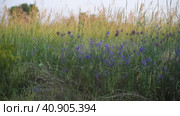 Consolida regalis - annual herbaceous flowering plant in central Russia. Стоковое видео, видеограф Володина Ольга / Фотобанк Лори