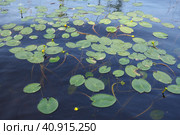 Small capsule Nuphar pumila is a species of perennial herbaceous plants of the genus Nuphar of the Nymphaeaceae. Rhizomatous aquatic plants. Family water lilies, Genus small egg, View Small capsule. Стоковое фото, фотограф Юлия Петровская / Фотобанк Лори