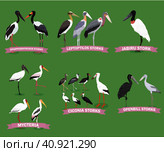 Set of storks families. Bird cartoon collection. Стоковая иллюстрация, иллюстратор Марина Стерина / Фотобанк Лори
